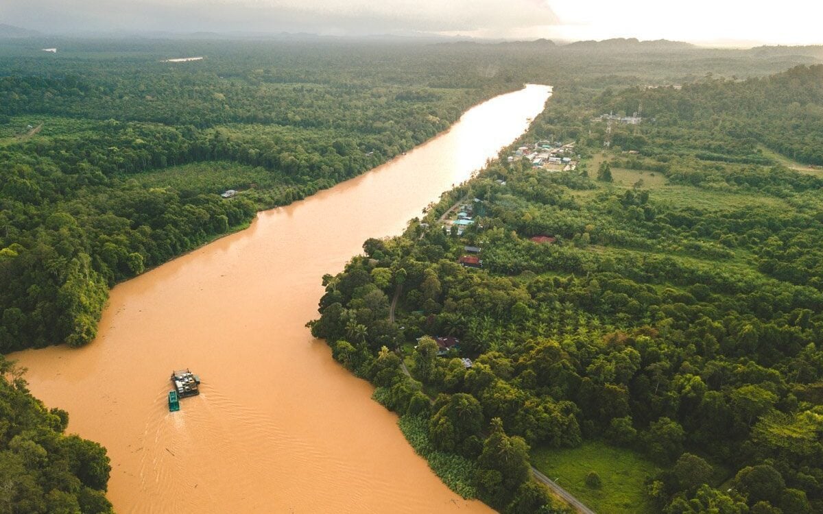 Borneo Rainforest - Gallery image 2