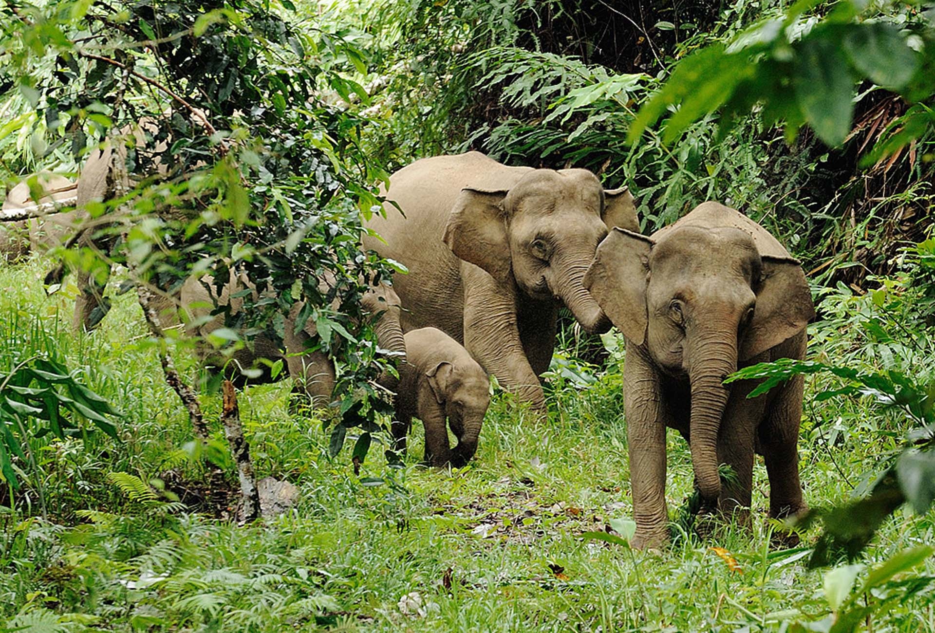 Borneo Rainforest